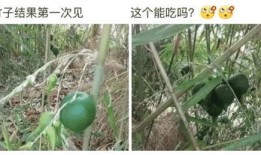 娱乐吃瓜酱竹子,娱乐吃瓜酱的幕后故事